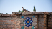Pigeon On The Top Of Wall