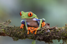 A Close Front View Of A Red-eyed Tree Frog Facing Left On A Branch
