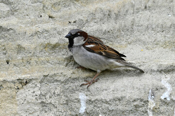 Poster - House sparrow - male // Haussperling - Männchen (Passer domesticus)