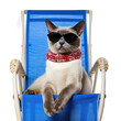Siamese cat (Felis catus) wearing sunglasses, lounging in beach chair