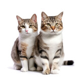 Fototapeta Zwierzęta - Domestic Cats (Felis catus) in a lovable pose