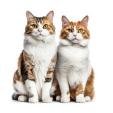Fototapeta Koty - Domestic Cats (Felis catus) in a lovable pose