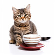 A Tabby Cat (Felis catus) with a tea cup