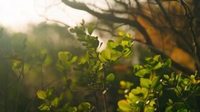 Sunny Close Up Of Small Leaves Of A Bush At Sunset, Eagles Nest, Constatia, Cape Town