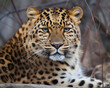 close up of a amur leopard