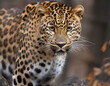 close up of a amur leopard