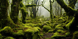 Fototapeta Natura - moss forest in the fog