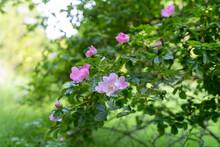 Rosa Rubiginosa (sweet Briar, Sweetbriar Rose, Sweet Brier Or Eglantine). Pink Wild Rose Flowers.