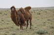bactrian camel (Camelus bactrianus) in Mangystau (Kazakistan)