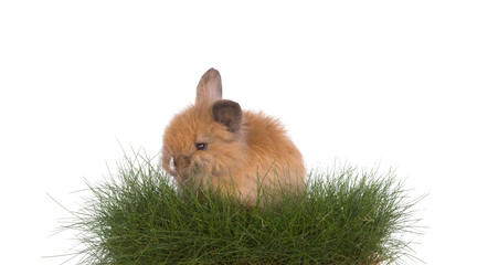 Wall Mural - brown rabbit on green grass isolated on white background