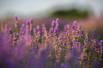  Blooming Lavender Flowers in a Provence Field Under Sunset light in France. Soft Focused Purple Lavender Flowers with Copy space. Summer Scene Background.
