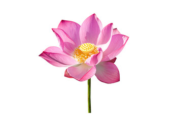 Wall Mural - Pink Lotus flower isolated on white background. Nature concept For advertising design and assembly. File with clipping path so easy to work.