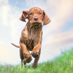 Wall Mural - hungarian vizsla