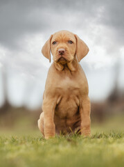 Wall Mural - hungarian vizsla