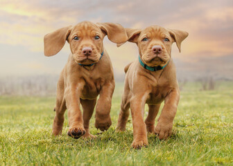 Wall Mural - hungarian vizsla