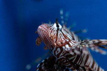 fish in the aquarium