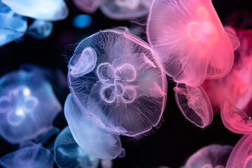 Wall Mural - jellyfish in aquarium