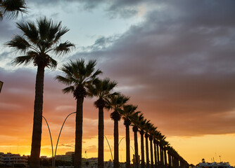 Wall Mural - Tropical sunset over sea with palm trees, A row of palm trees on the ocean coast near the hotel