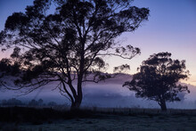Misty Morning With Silhouetted Trees In Paddock