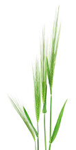 Group Of Green Barley Ears Isolated On A White Background