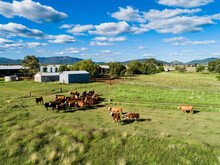 Aerial View Of Herd Of Well Fed Sunlit Beef Cattle On Aussie Farm Near Cattle Yards And Shed