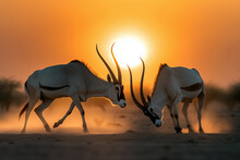 Two Oryx Fighting In The Desert At Susnset. Amazing African Wildlife. Generative Ai
