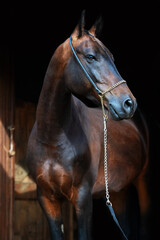 Canvas Print - art portrait of beautiful bay Akhalteke stallion against black background near enter door.