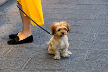 Catania, Sicily, Italy, Europe -  Little Cute Yorkshire Terrier Dog On A Leash Sitting On Pavement, On Left Legs Of Female Owner, Old Town Of The City
