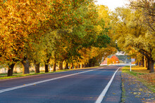 A Country Road Running Between An Avenue Of Large Trees Covered In Golden Autumn Leaves