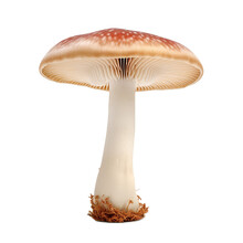 Mushroom (vegetable Ingredient) Isolated On Transparent Background Cutout 