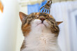 Zadowolony kot domowy drapany po głowie drapaczką
