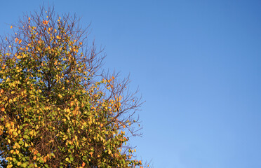 Canvas Print - A tree with yellow leaves