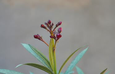 Wall Mural - Flower buds in the garden