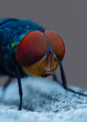 © Austockphoto - Blue Bottle Fly Close Up