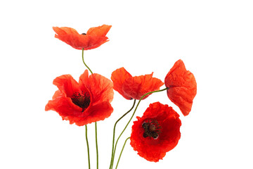 Wall Mural - Wild red poppies isolated on white background.