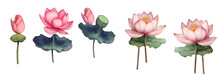 Set Of Watercolor Lotus Flowers Illustration On A Transparent Background. Generative AI.