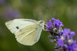© Pascal Cointe - Papillon piéride du chou
