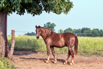 Horse standing under tree in summer.