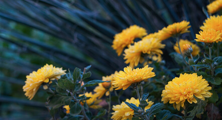 Wall Mural - Yellow daisy flowers