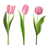 Fototapeta Tulipany - 3D pink tulips set, beautiful spring flowers collection for greeting card and gift