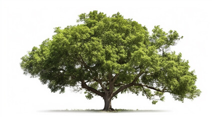 big tree isolate on white background