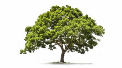 big tree isolate on white background