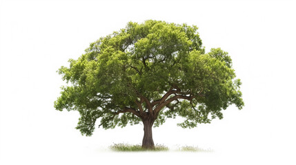 big tree isolate on white background