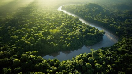 Aerial view of the Amazon Rainforest, lush greenery.