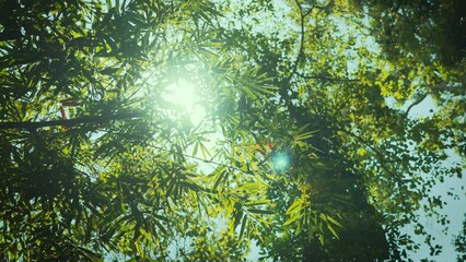 Wall Mural - Green bamboo leaves with bokeh light sunrise in the park, Spring and summer, Young green spring tree background
