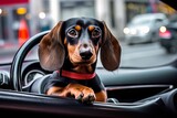Fototapeta Zwierzęta - Dog breed Dachshund sits in a car. Generative AI