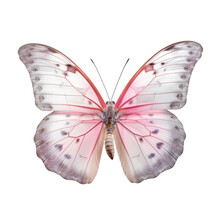 Butterfly Isolated On Transparent Background Cutout