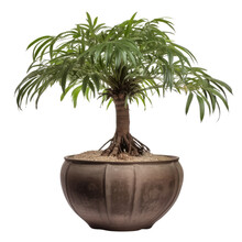 Palm Tree In A Pot Isolated On Transparent Background Cutout