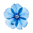 Leinwandbild Motiv blue flower isolated on transparent background cutout