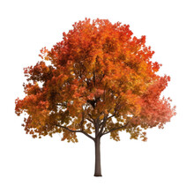 Autumn Maple Tree Isolated On Transparent Background Cutout